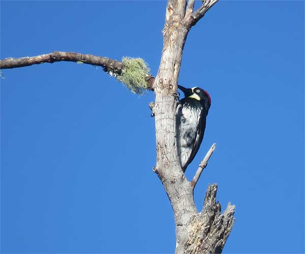 Acorn Woodpecker