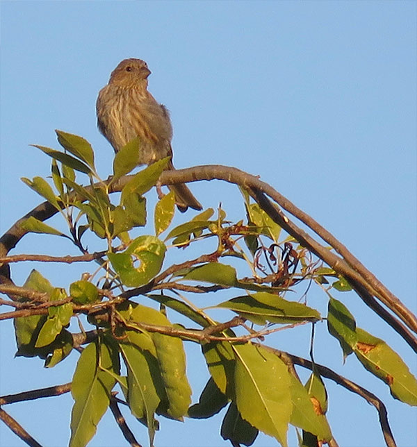 House Finch