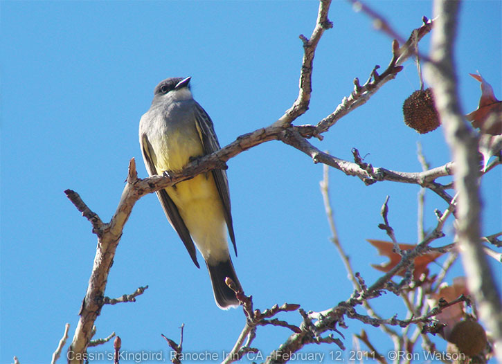 Cassin's Kingbird - Ron Watson