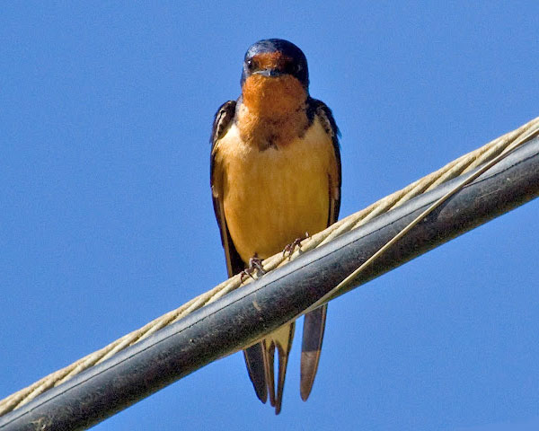 Barn Swallow by Donna Pomeroy