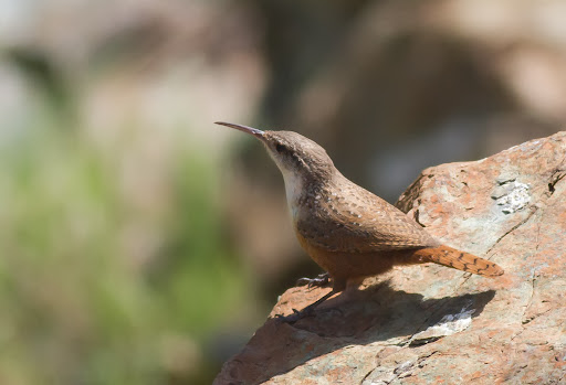 Canyon Wren