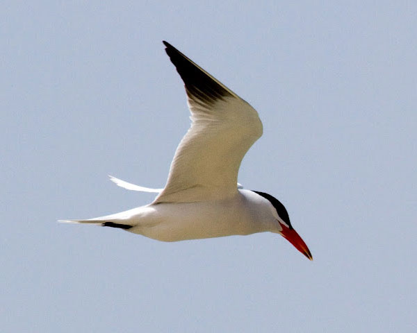 Caspian Tern by Donna Pomeroy