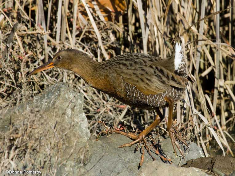 Clapper Rail by Donna Pomeroy
