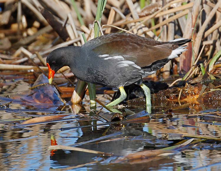 Common Gallinule