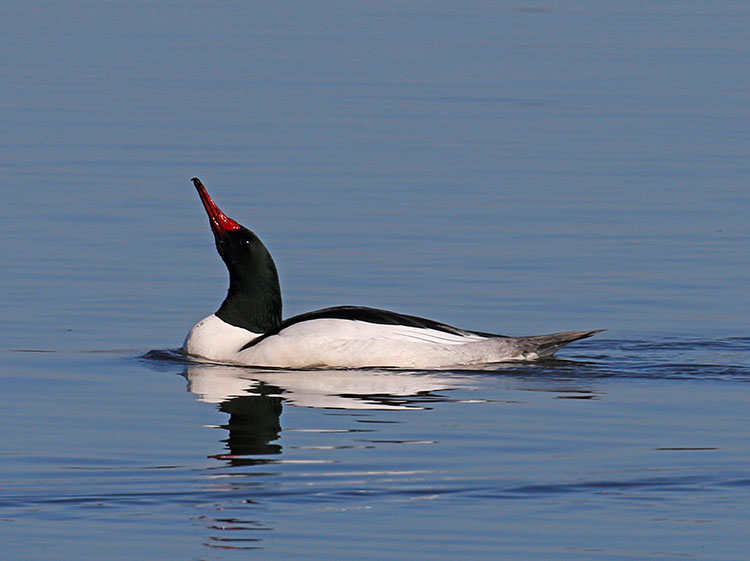 Common Merganser