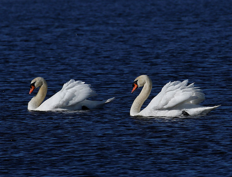 Mute Swan
