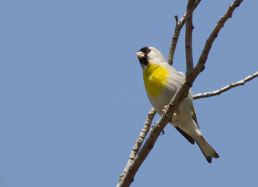 Lawrence's Goldfinch