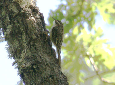 Brown Creeper