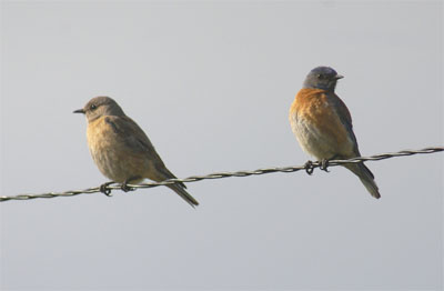 Western Bluebirds