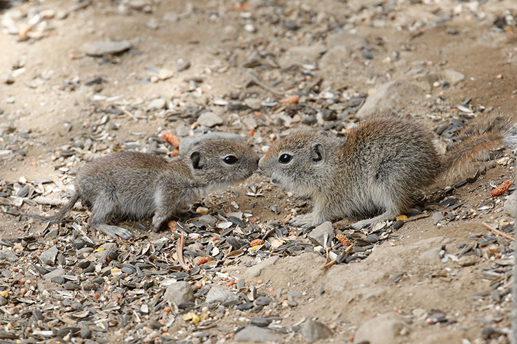 Belding's-Ground-Squirrels-by-Donna-Pomeroy