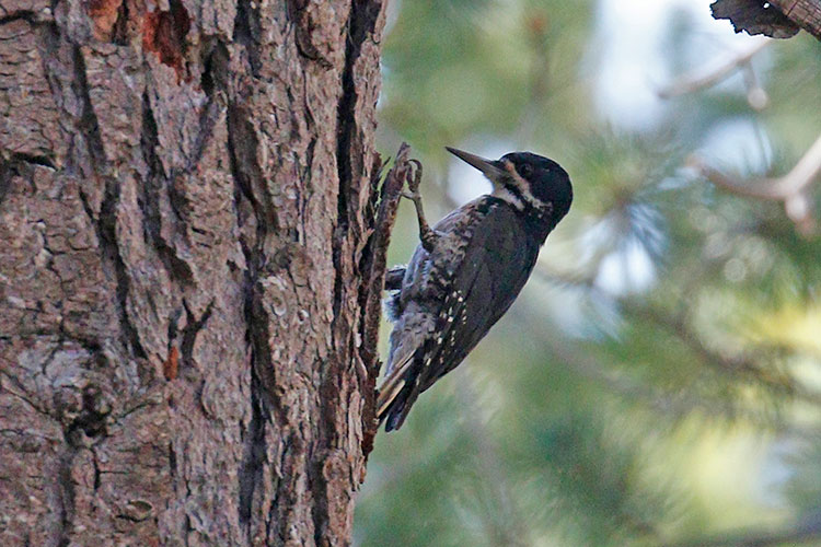 Black-backed-Woodpecker-by-Donna-Pomeroy