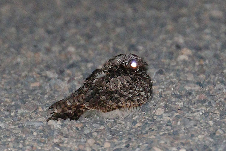 Common-Poorwill-by-Donna-Pomeroy