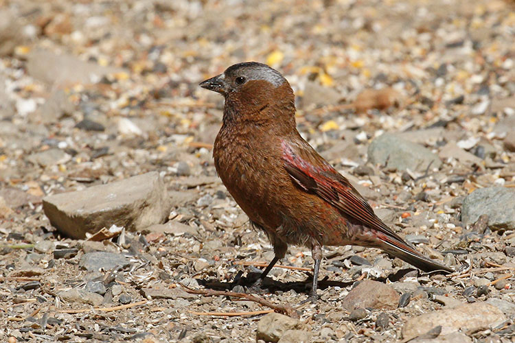 Gray-crowned-Rosy-Finch-by-Donna-Pomeroy