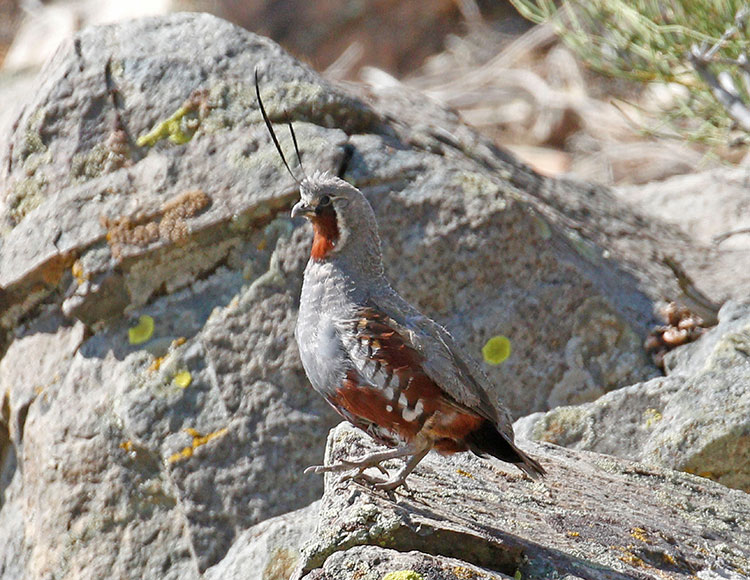 Mountain-Quail-by-Donna-Pomeroy