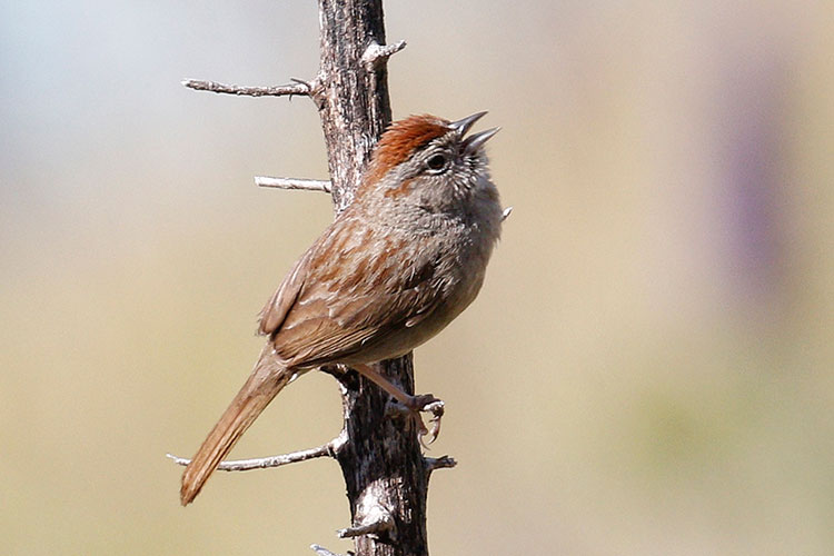 Rufous-crowned-Sparrow-by-Donna-Pomeroy