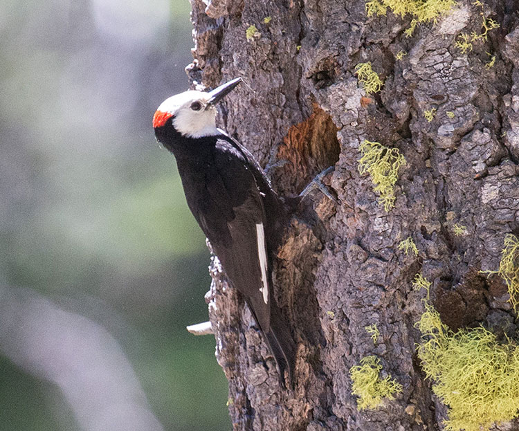 White-headed-Woodpecker-by-Donna-Pomeroy