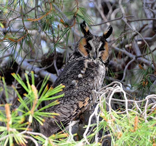 Long-eared Owl