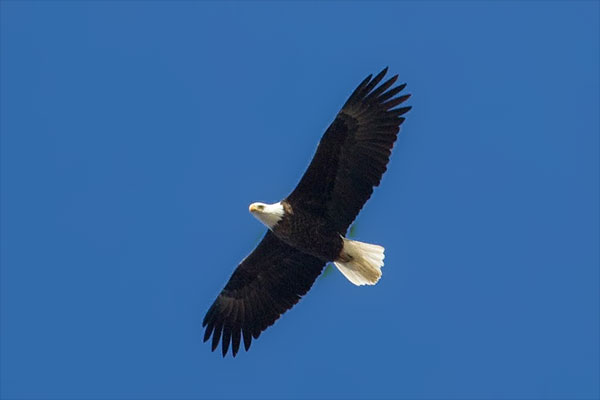 Bald Eagle by Donna Pomeroy