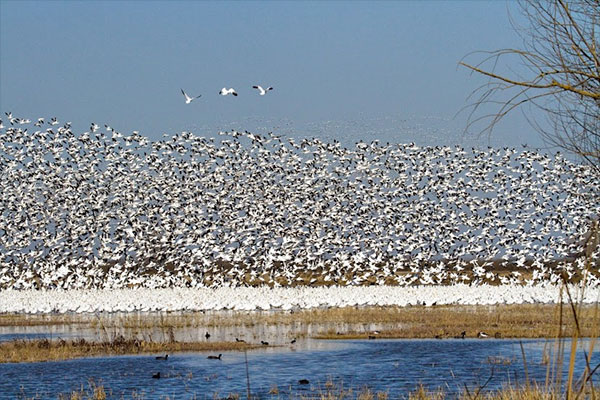 Light Geese by Donna Pomeroy