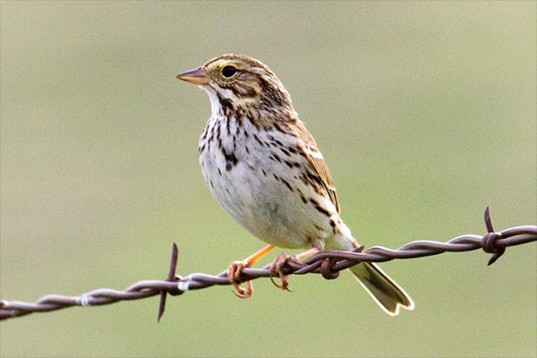 Savannah Sparrow by Donna Pomeroy