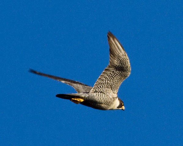 Peregrine Falcon by Donna Pomeroy