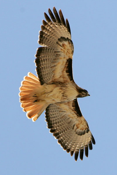 Red-tailed Hawk