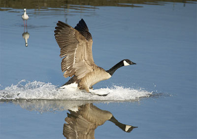Canada Goose landing