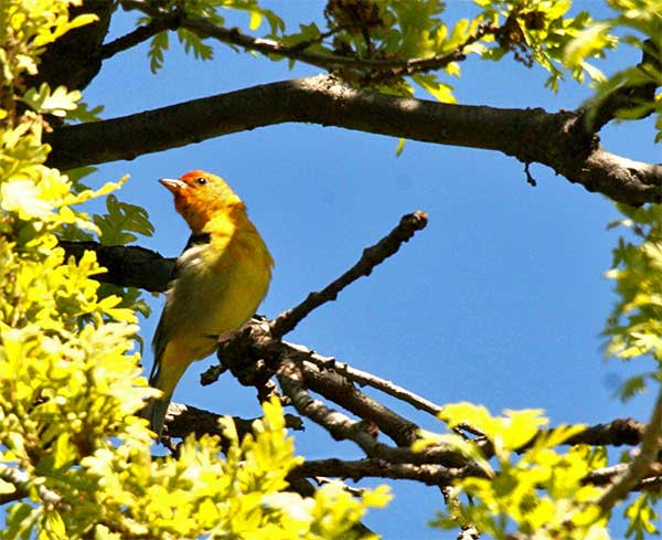 Western Tanager