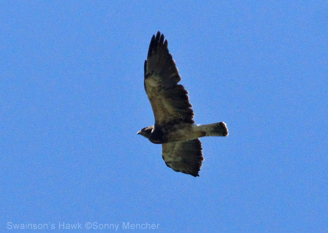Swainson's Hawk