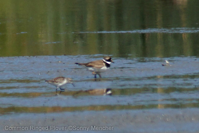 Common Ringed Plover