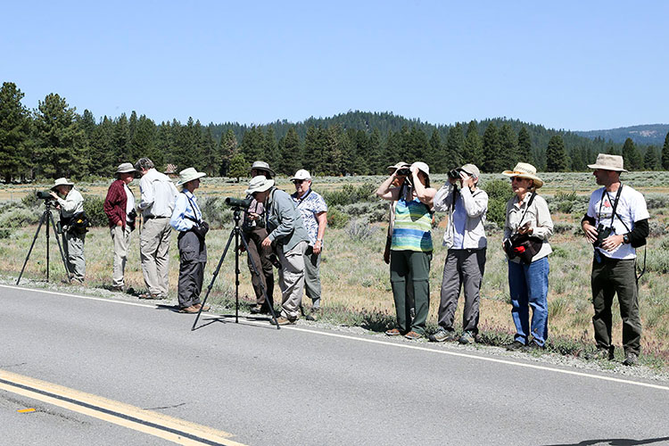 Sierra Valley birding