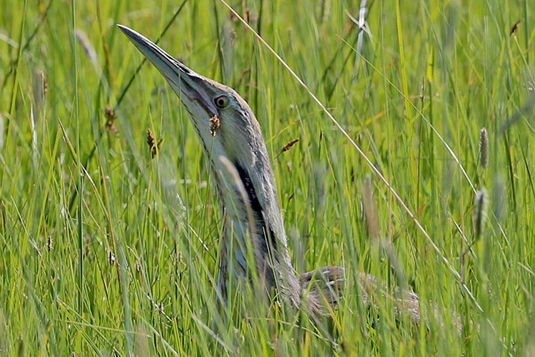 American Bittern, Sierra Valley