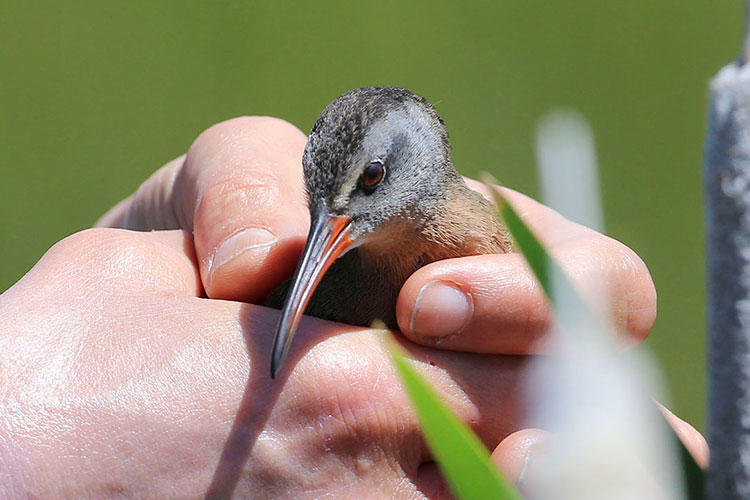 Sue Rowinski rescuing a Virginia Rail from barbed wire entanglement, Sierra Valley