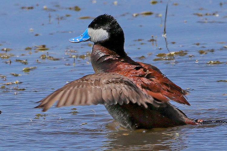 Ruddy Duck, Sierra Valley