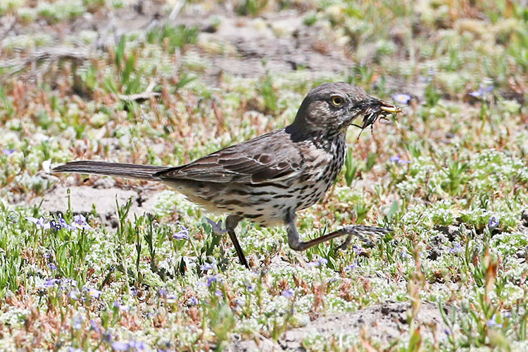 Sage Thrasher, Sierra Valley