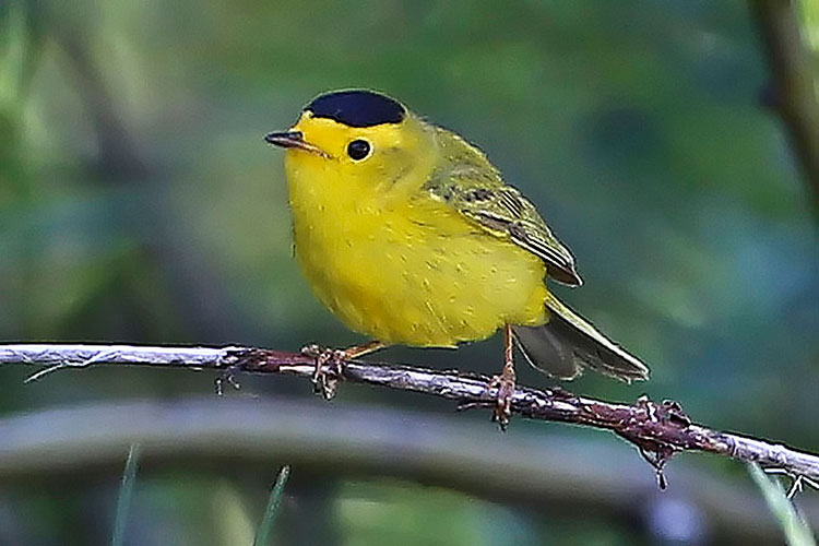 Wilson's Warbler, Yuba Pass