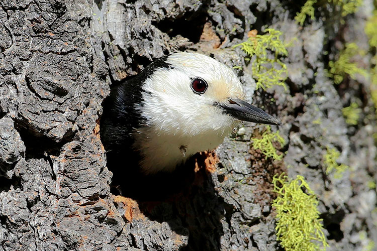 White-headed Woodpecker, SF State Camp, near Yuba Pass