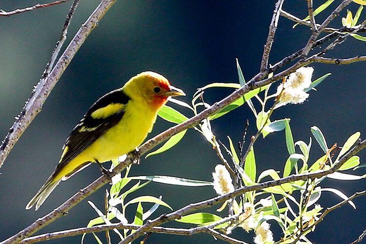 Western Tanager, meadow near Bassett's Store, Hwy 49