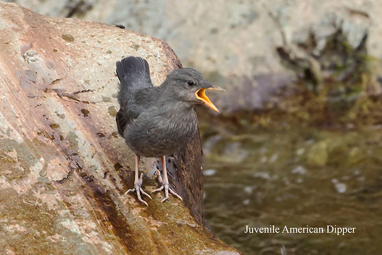 Clapper Rail by Donna Pomeroy