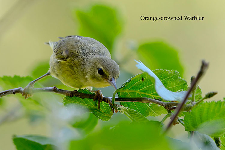 Orange-crowned Warbler