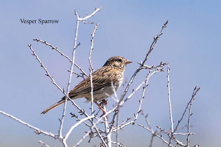 Vesper Sparrow
