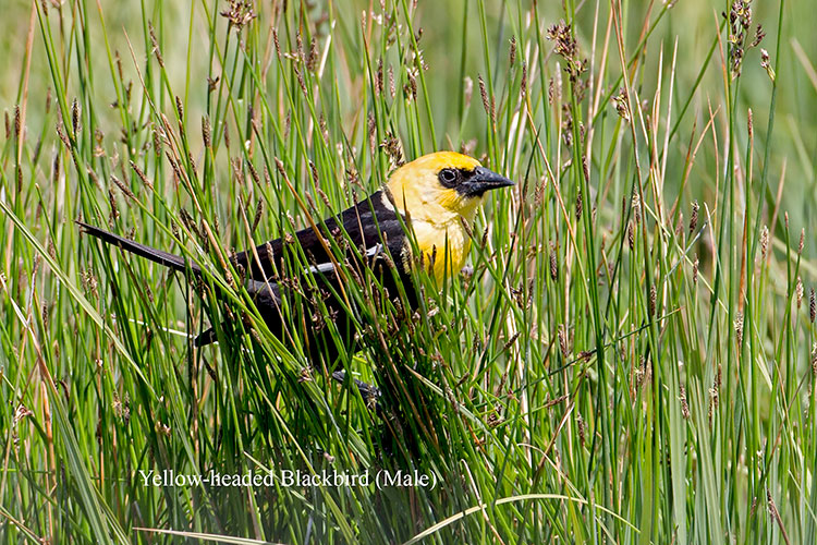 Yellow-headed Blackbird