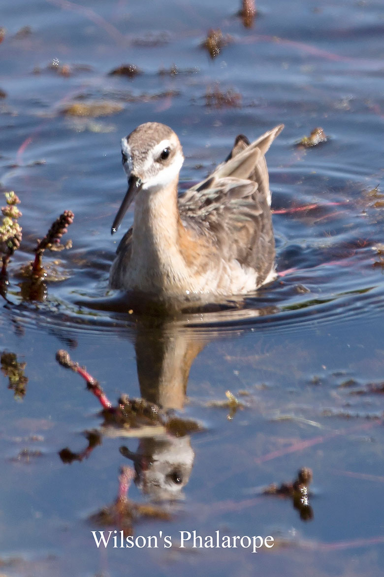 Wilson's Phalarope